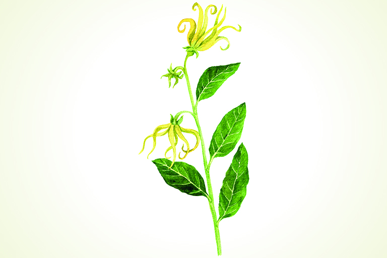 Handgezeichnete Illustration von Ylang-Ylang mit gelben Blüten
