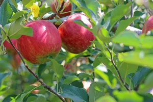 Rote Äpfel hängen auf einem saftig grünen Baum